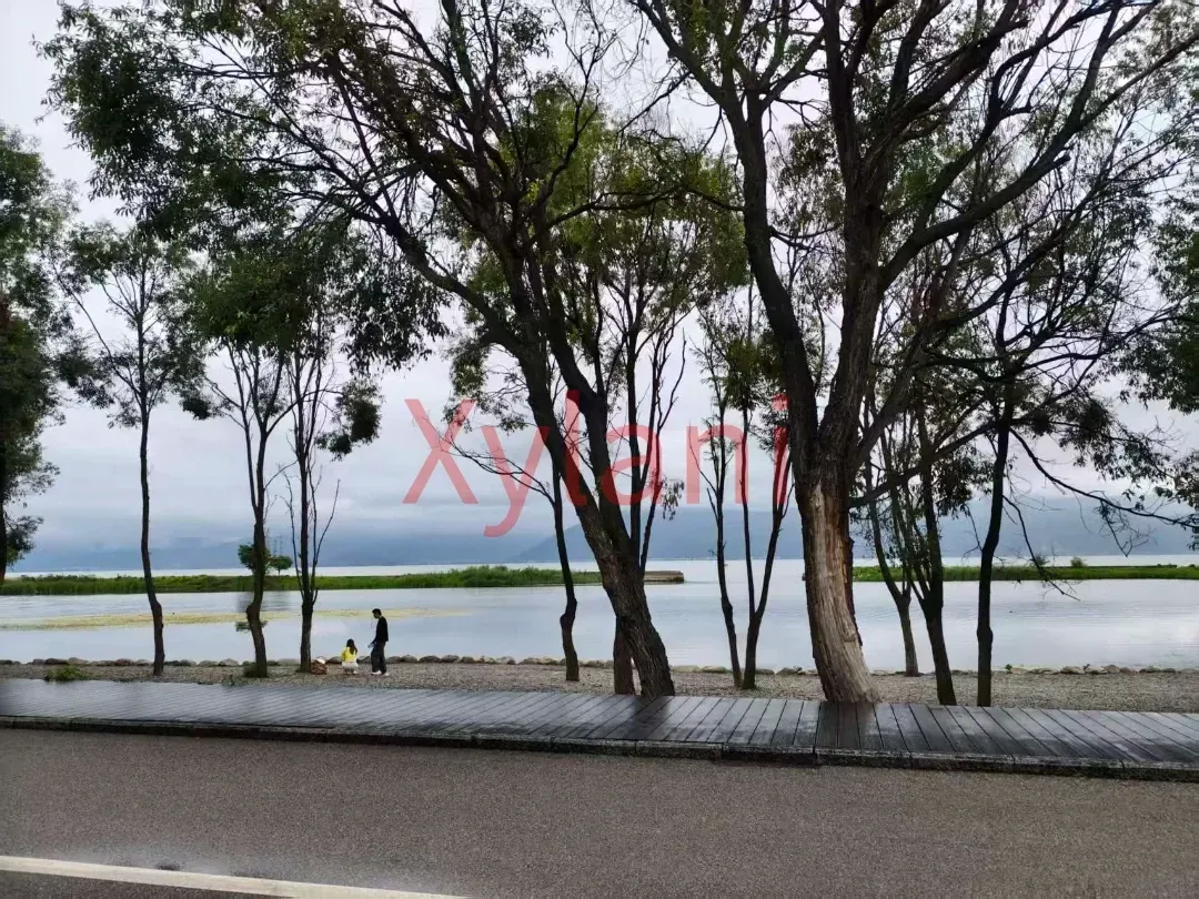 Wetlands in Erhai Lake