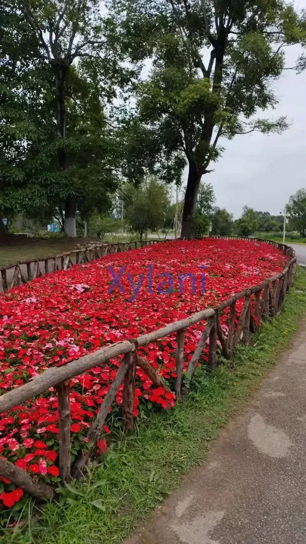 Flowers Along the Erhai Road
