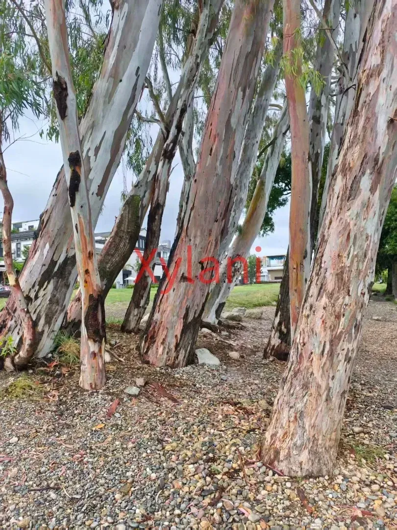 Strange Trees Growing by the River