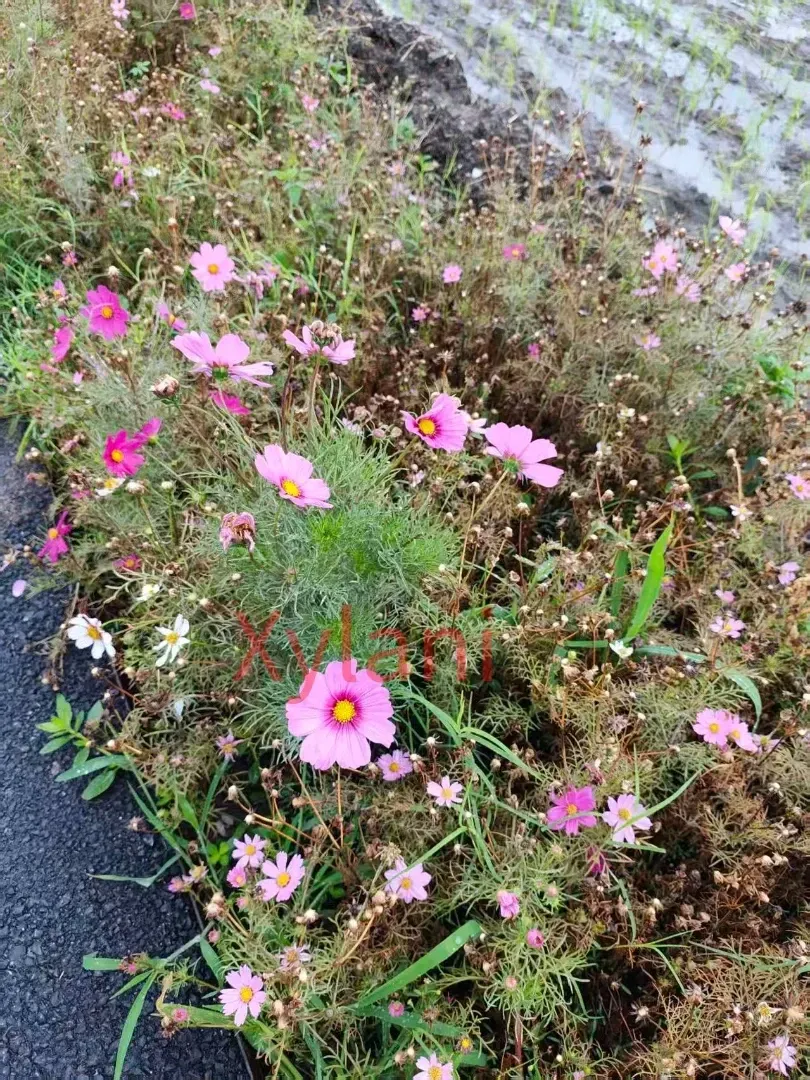 Pink Chrysanthemums by Xizhou Fields
