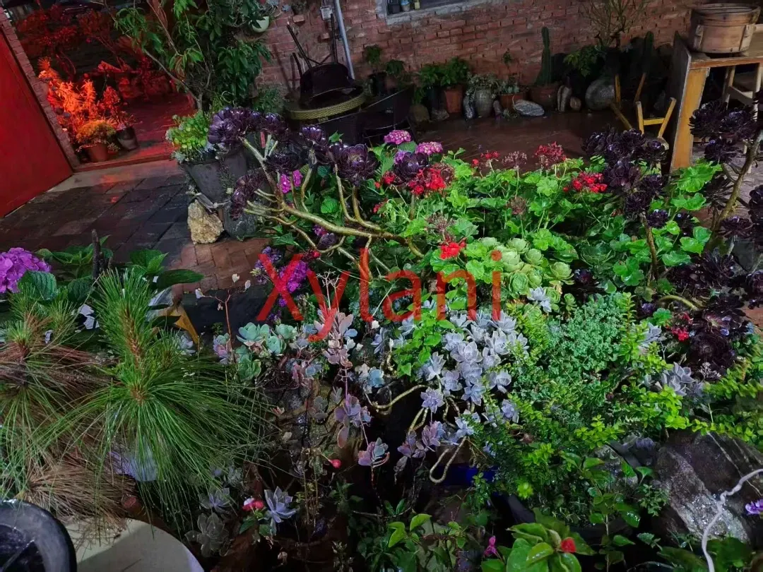 Courtyard Plants