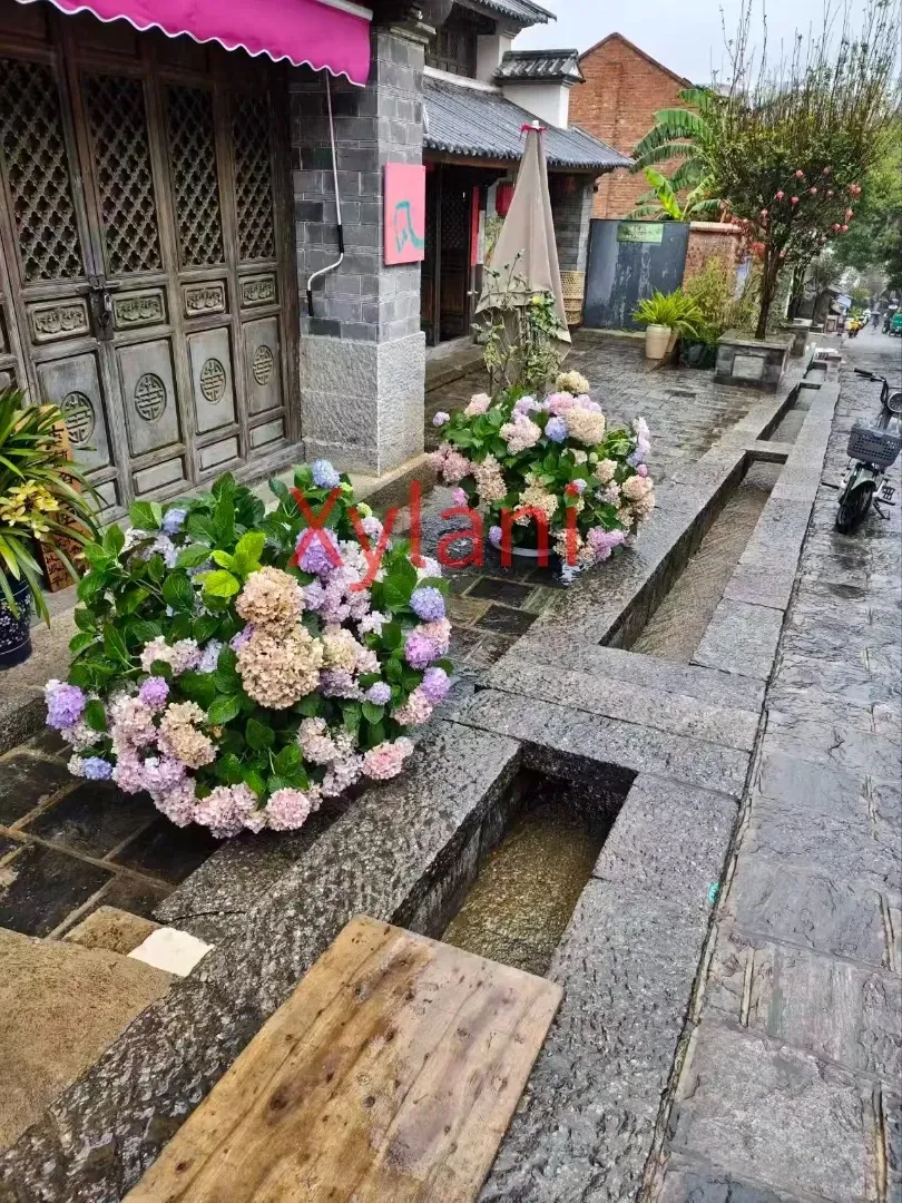 Beautiful hydrangeas