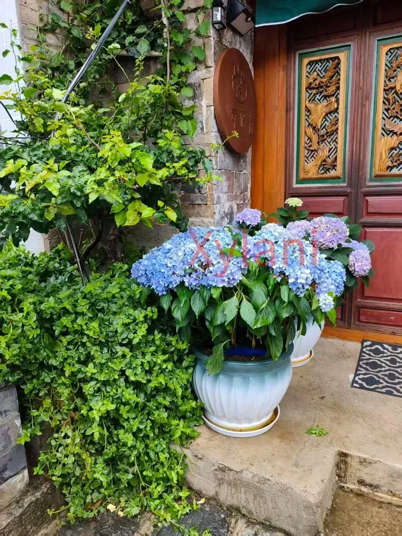 Hydrangea at the doorstep