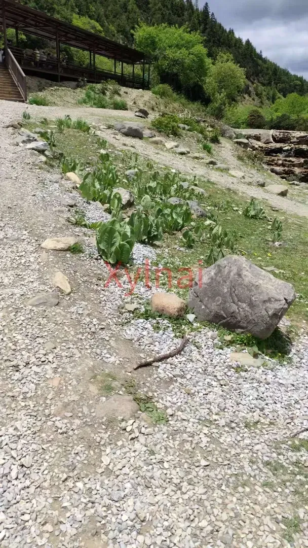 Cute Wild Vegetables