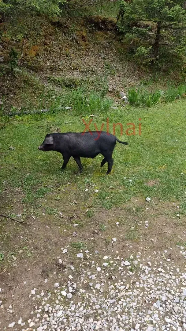 Little Black Pig