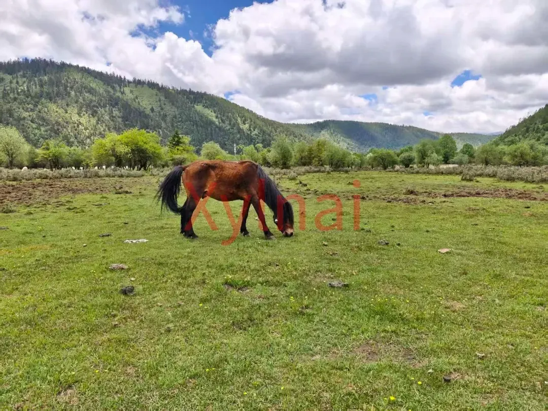 Horse Grazing