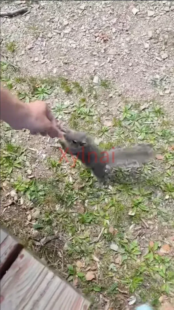 Feeding Little Squirrels