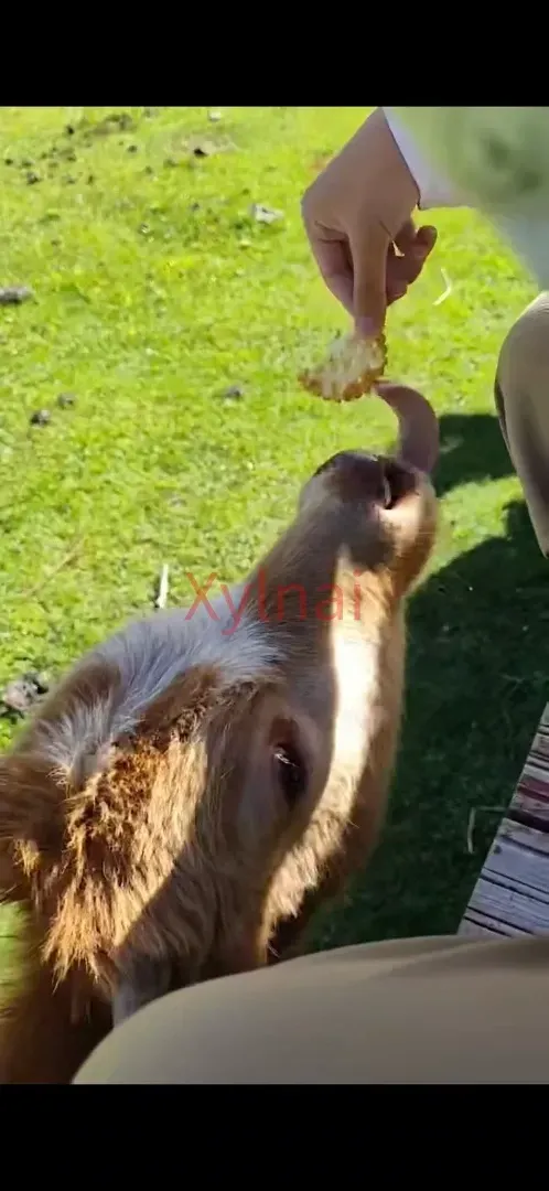 Feeding the Little Yellow Cow