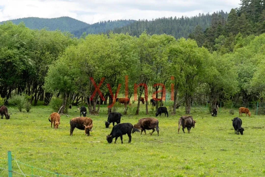 Pudacuo Cows