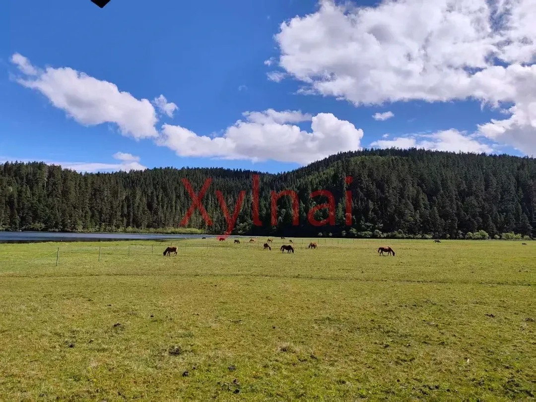 Horses by the Lake