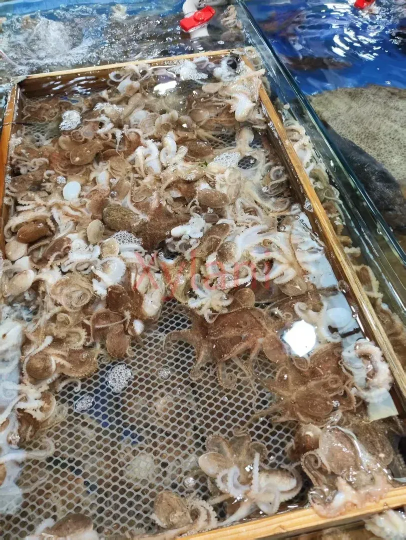 Small Octopus