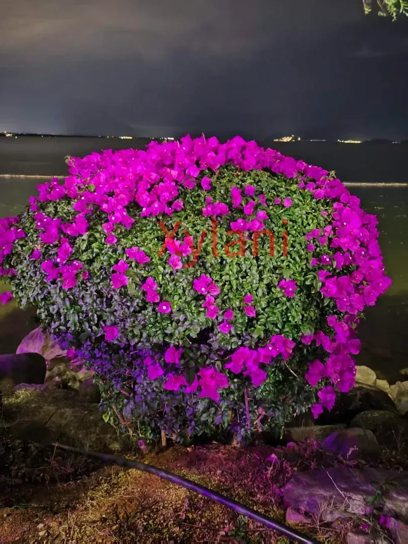Unique Purple-Red Flowers
